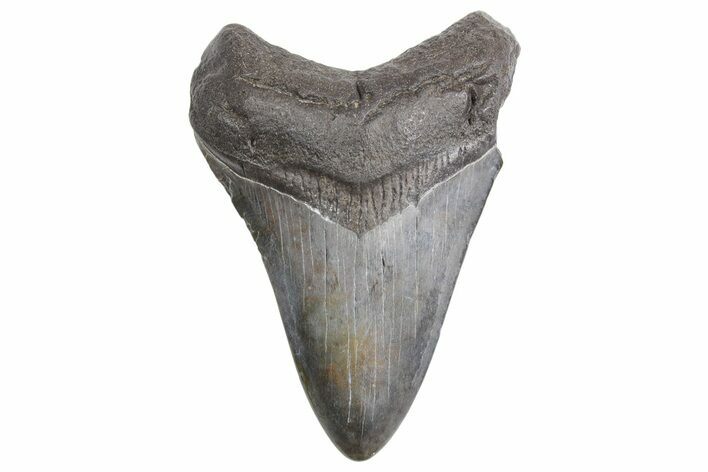Fossil Megalodon Tooth - South Carolina #359005